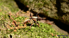 Dicronocephalus adamsi