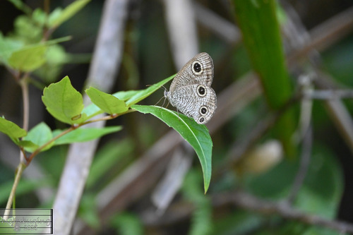 Striated Ringlet