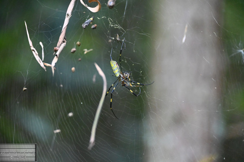 Joro Spider