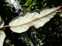 Rubus schmidelioides schmidelioides