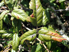 Rubus schmidelioides schmidelioides