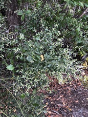 Baccharis halimifolia image