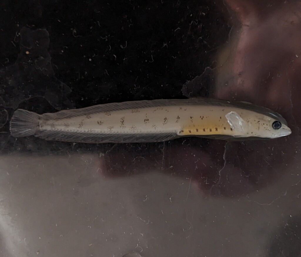 Stout eelblenny (Anisarchus medius) — Stichaeidae