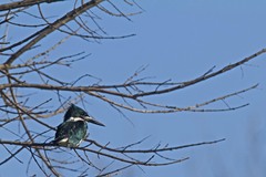 Chloroceryle amazona