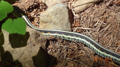 Thamnophis sirtalis concinnus