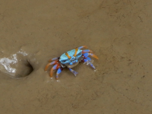 Bowed Fiddler Crab, photo 4 of 9
