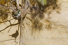 Chloroceryle amazona