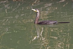 Nannopterum brasilianum