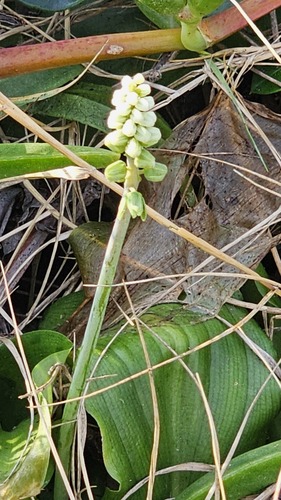 Drimiopsis maculata