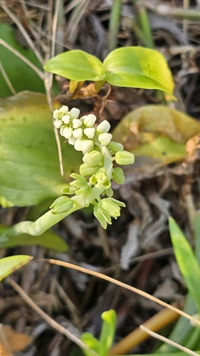 Drimiopsis maculata