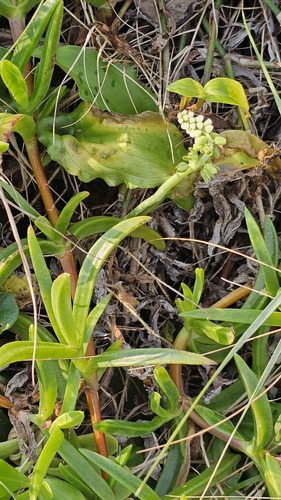 Drimiopsis maculata