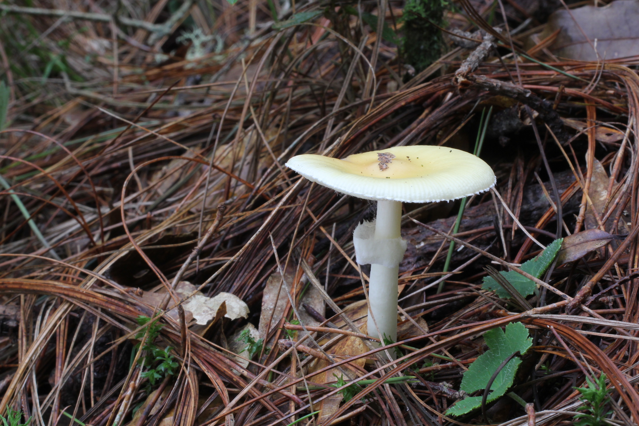 Amanita xylinivolva image