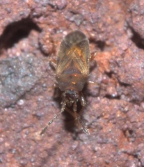 Antillocoris