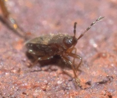 Antillocoris