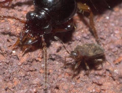 Antillocoris