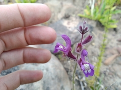 Salvia albicaulis