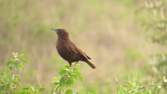Myrmecocichla aethiops