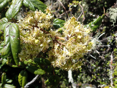 Rubus schmidelioides schmidelioides