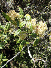 Rubus schmidelioides schmidelioides