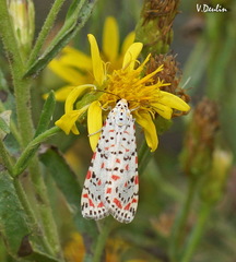 Utetheisa pulchella