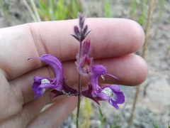 Salvia albicaulis