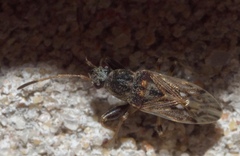 Pseudopachybrachius basalis