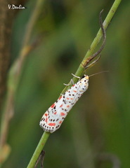 Utetheisa pulchella