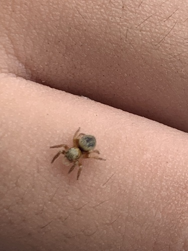 Carrhotus sannio