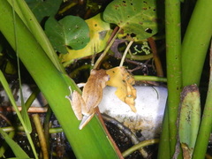 Polypedates iskandari