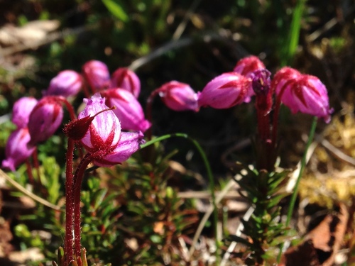 Phyllodoce caerulea iNat (2)