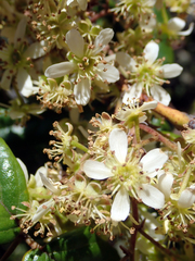 Rubus schmidelioides schmidelioides