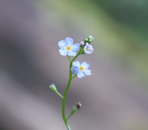 Myosotis scorpioides iNat (1)