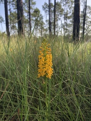 Platanthera integra