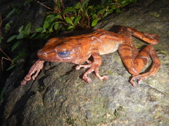 Polypedates iskandari