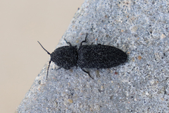 Lacon punctatus