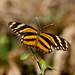 Longwing Crescent - Photo (c) Soheil Zendeh, some rights reserved (CC BY-NC-SA)