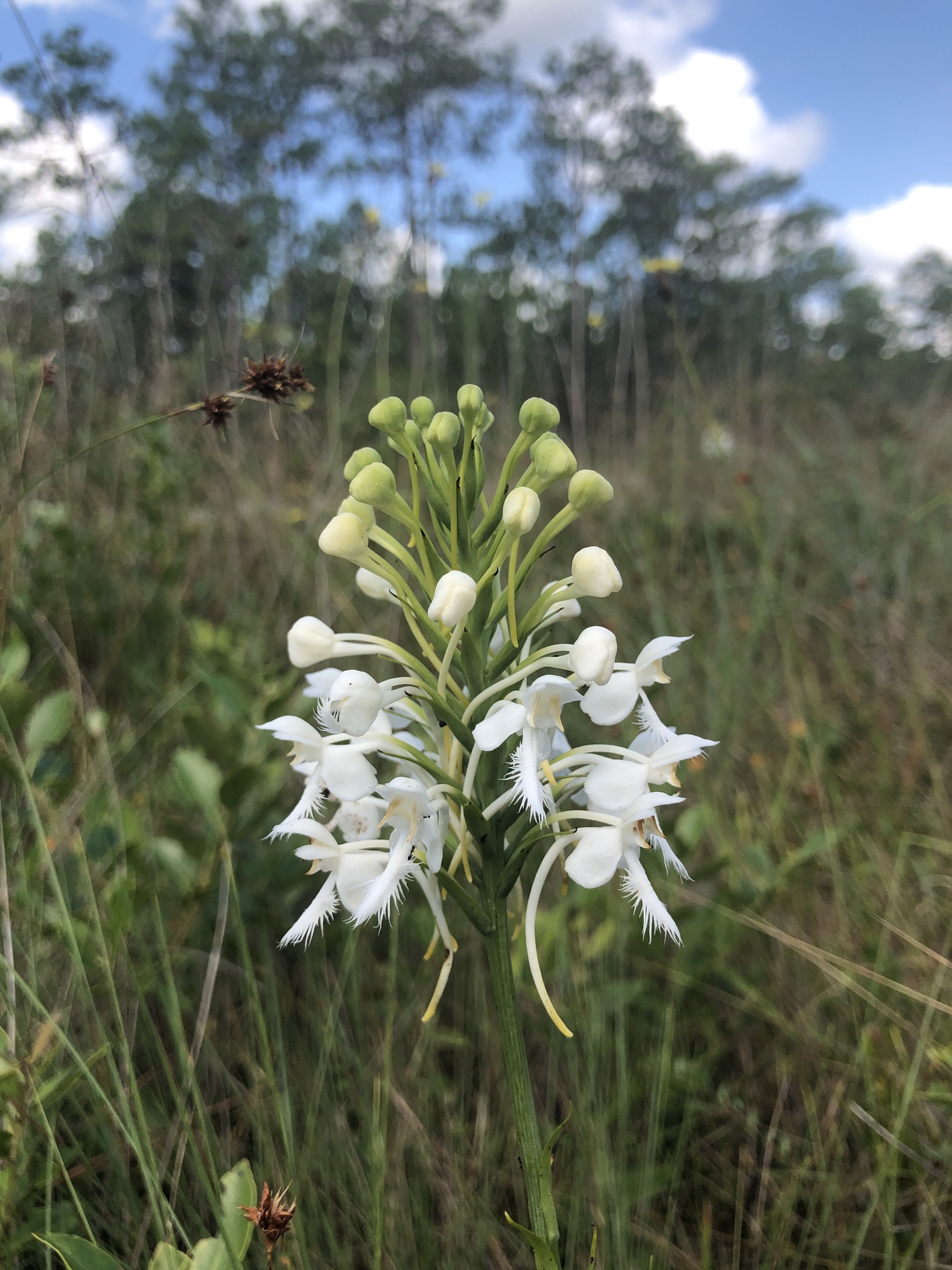 Platanthera blephariglottis var. conspicua