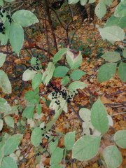 Sambucus nigra