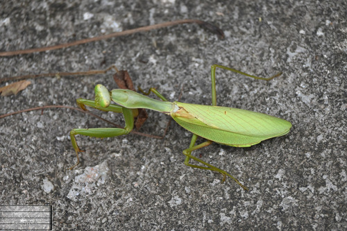 Chinese Reddish Mantis