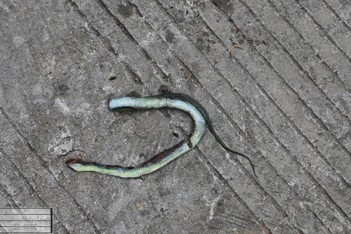 Chinese Green Snake