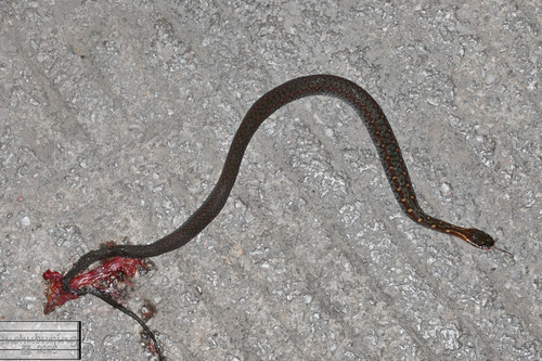 Kosempo Keelback