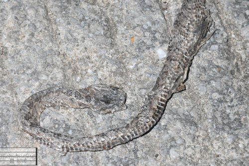 Kelung Cat Snake