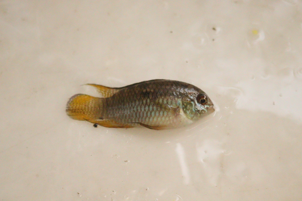 Dwarf flag cichlid (Laetacara curviceps) — Cichlidae