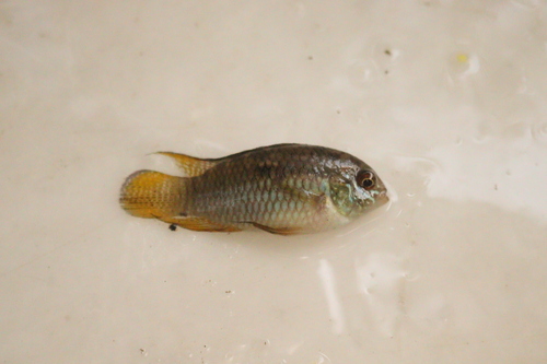 Dwarf flag cichlid (Laetacara curviceps) — Cichlidae