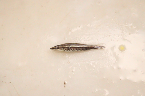 Diptail pencilfish (Nannostomus eques) — Lebiasinidae — 3