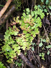 Adiantum subvolubile