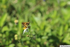 Polites vibex praeceps