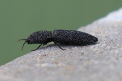 Lacon punctatus