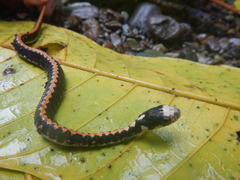 Rhabdophis chrysargoides