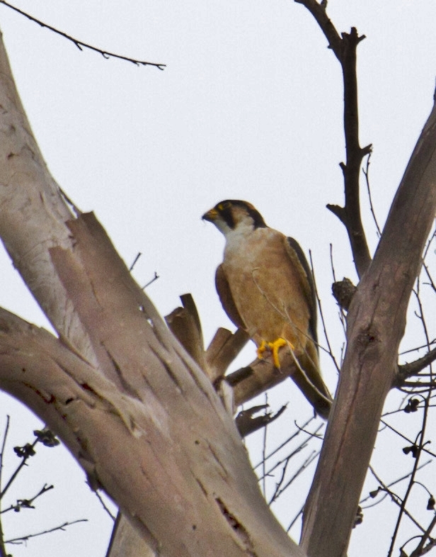 Taita Falcon (Falco fasciinucha), photo 1